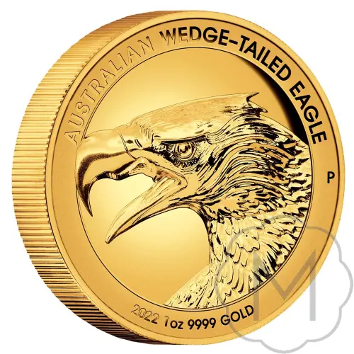 Wedge-tailed Eagle #3