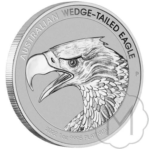 Wedge-tailed Eagle #3
