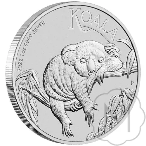 Australian Koala #3